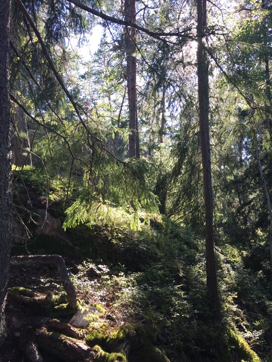 Swedish forest